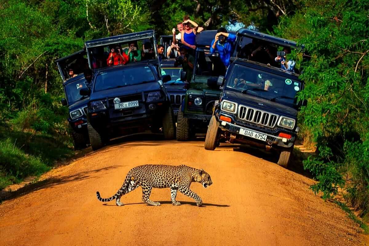 Yala Safari